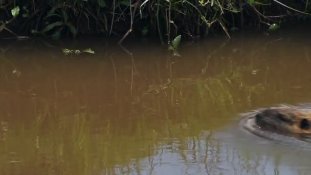 Coypu Swimming Muddy River Aberdares National Park Kenya — Wideo stockowe