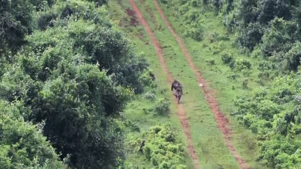 Monkeys Running Kenyan Bush Aberdares National Park Africa — 图库视频影像