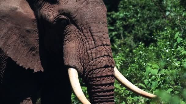 Male Elephant Head Detail Looking National Park Kenya Africa — Videoclip de stoc