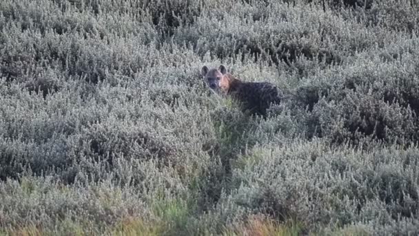 Hyena Kenyan Bush National Park Africa — Αρχείο Βίντεο