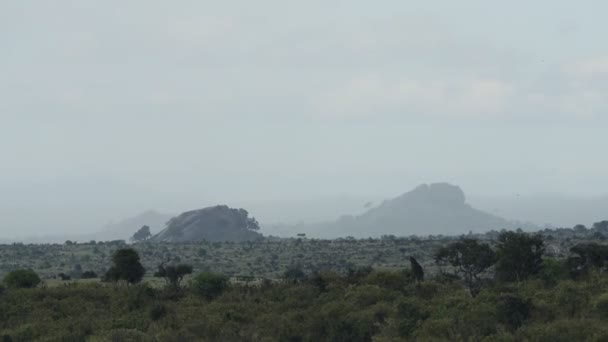 Savannah Landscape View Cloudy Day Kenya Africa — Video