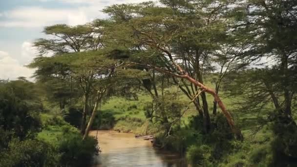 River Flowing Kenyan Bush Landscape Africa — Stock Video