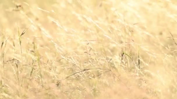 Detail Golden Savannah Grass Slightly Moving Wind Kenya Africa — Wideo stockowe