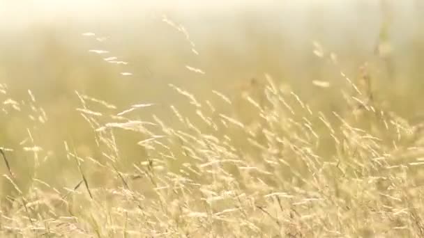 Dry Savannah Grass Slightly Moving Wind Kenya Africa — Stockvideo