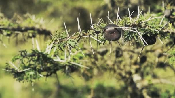 Detail Thorn Tree Branches Kenyan Bush Africa — Stok video