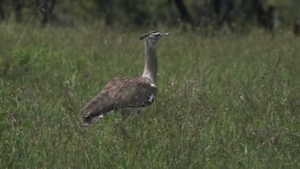 Kori Bustard Walking Grassy Field Karama Lodge Kenya Wide Shot — Stockvideo