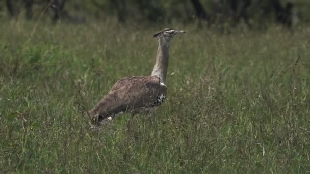 Kori Bustard Walking Grassland Kenyan Savannah Africa — Vídeo de Stock