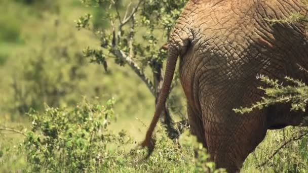 Черные Волосы Кончике Хвоста Кожаная Толстая Кожа Сзади Африканского Слона — стоковое видео