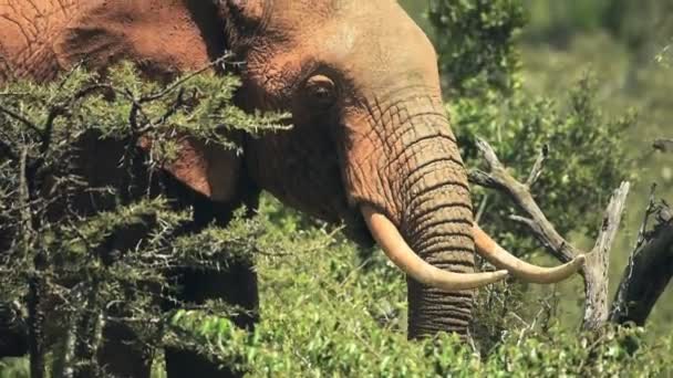 Elephant Eating Kenyan Bush Africa Sunny Day — Stockvideo