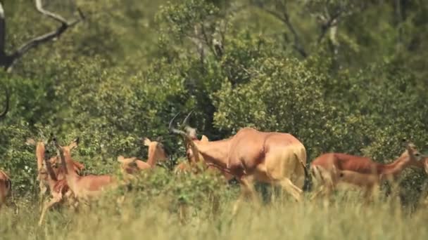 Male Hartebeest Walking Many Females Kenyan Bush Africa — ストック動画