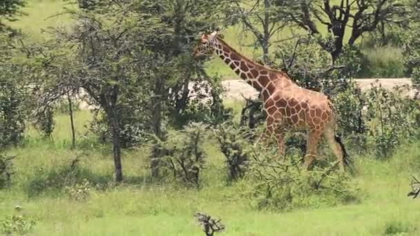 Giraffe Walking Green Trees Bushes Kenya Africa Close Pan — ストック動画