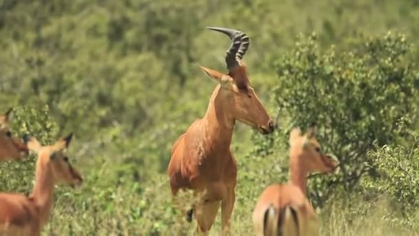Male Hartebeest Looking Many Females Kenyan Bush Africa — Wideo stockowe