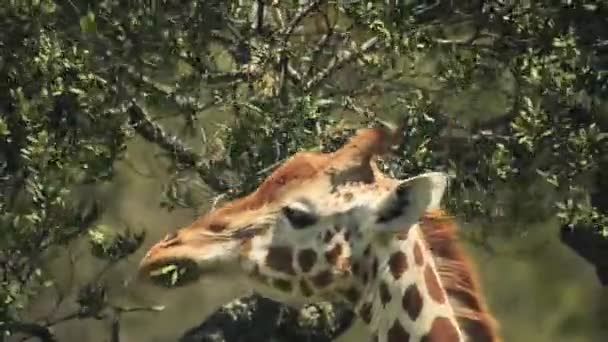 Close Giraffe Eating Leaves Kenyan Bush Africa — 图库视频影像