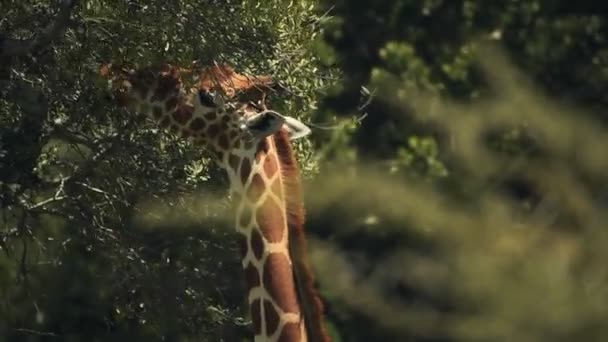 Close Giraffe Eating Leaves Kenyan Bush Africa Sunny Evening — Stockvideo