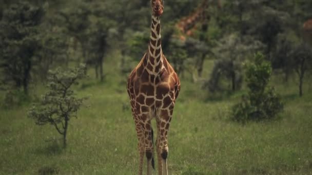 Reticulated Giraffe Chewing Food Safari Wildlife Warm Weather Medium Shot — Stockvideo