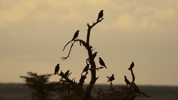 Silhouette Birds Sit Top Bare Tree Karama Lodge Laikipia Kenya — Stockvideo