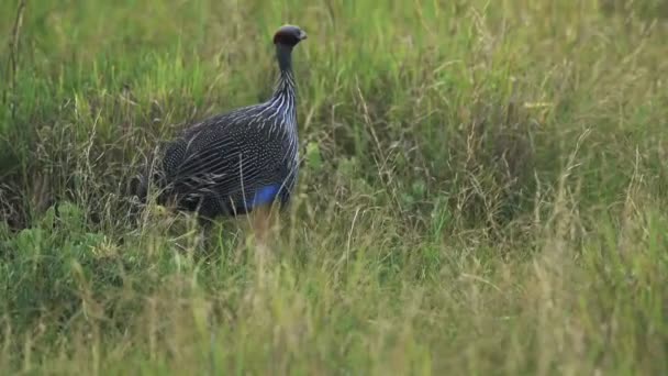 Vulturine Guineafowl Walking Grassland Karama Lodge Kenya Medium Shot — Wideo stockowe