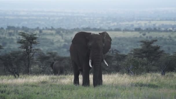 Herd Large Elephant Walking Looking Fresh Grass Eat Kenya Wildlife — Vídeos de Stock