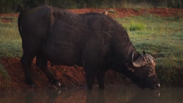 African Buffalo Drinking Pond Bush Kenya — 图库视频影像