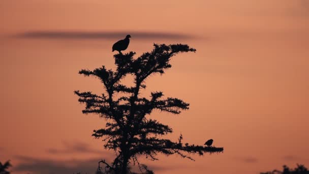Большая Птица Сидит Вершине Маленькая Птичка Самой Нижней Ветке Дерева — стоковое видео