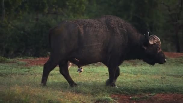 African Buffalo Walking Bush Kenya — Stockvideo