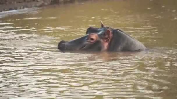 Hippo Head Muddy Water Kenya Africa Close — 图库视频影像