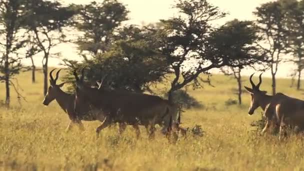 Herd Kongoni Hartebeest Traipsing Savannah Karama Lodge Laikipia Kenya Wide — Stockvideo