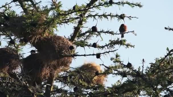 Bird Scratching Its Feathers While Perching Thorny Tree Branch Karama — Vídeo de Stock