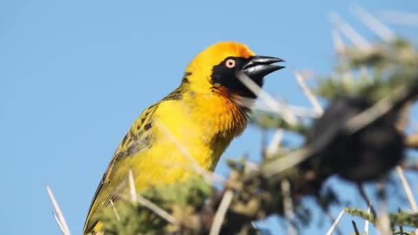 Southern Masked Weaver Sitting Spiky Branches Tree Gently Moving Wind — ストック動画