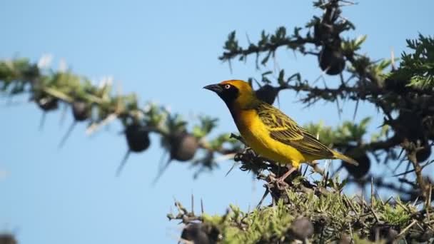 African Masked Weaver Standing Spiky Branches Tree Getting Ready Fly — Video