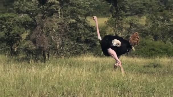 Beautiful Ostrich Walking Grassland Kenya Africa Close — Stockvideo