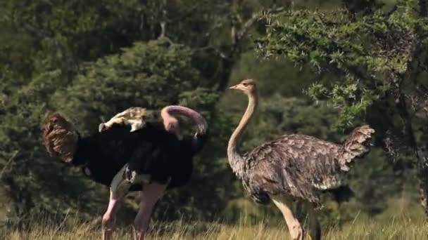 Couple Ostrich Goofing Each Other Summer Day Karama Lodge Kenya — Stockvideo