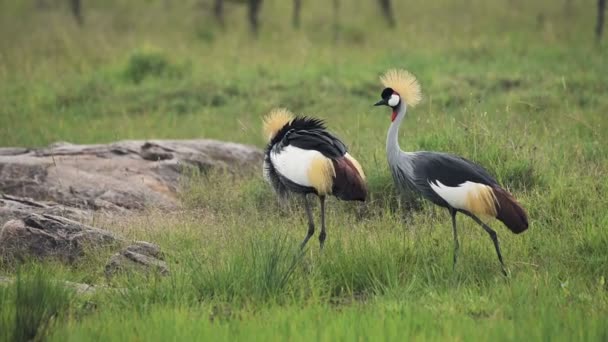 Pair Gray Crowned Crane Searching Grass Meadow Kenya Wide Shot — Stockvideo
