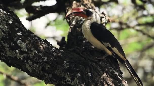 Von Der Decken Hornbill Watching While Perching Old Tree Branch — Stockvideo