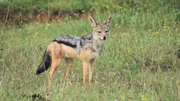 Black Backed Jackal Standing Grassland Wild Flowers Looking Its Prey — Wideo stockowe