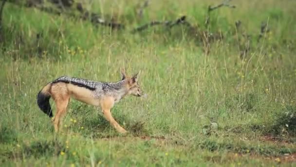 Black Backed Jackal Scratching His Feet Ground Shaking His Body — Stock Video