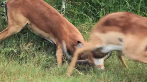 Beautiful African Male Antelopes Fighting Right Dominance Close — Stock video