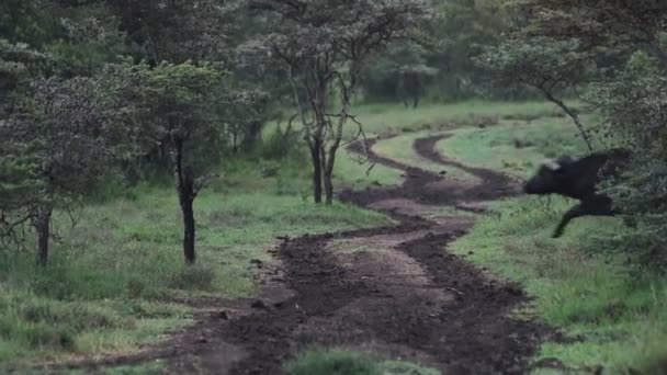 Beautiful Young Buffalo Crossing Dirt Road Kenya Wide Shot — Stockvideo