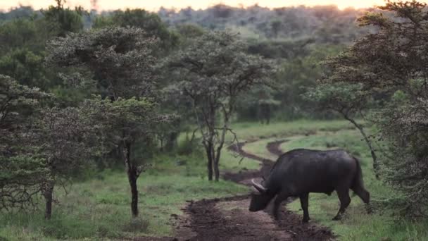 Single African Buffalo Crossing Dirt Road Wilderness Karama Safari Lodge — Stok video