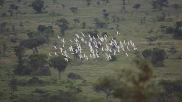 Flock Birds Flying Lush Wilderness Kenya Aerial Shot — Video