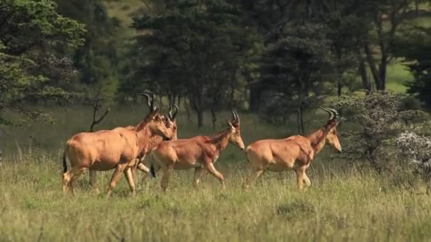 Herd Hartebeest Walking Solemnly Grassland Karama Lodge Kenya Wide Shot — Stockvideo