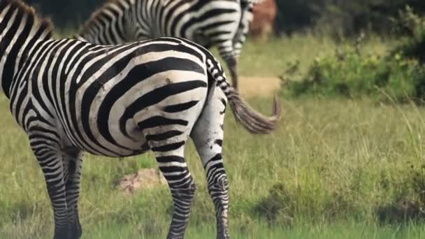Detail Zebra Tail Driving Flies Away Kenyan Savannah Africa — Stockvideo