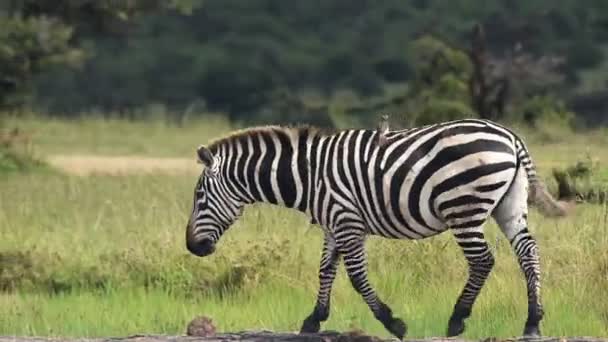 Zebra Walking Grassland Kenyan Savannah Africa — Stockvideo