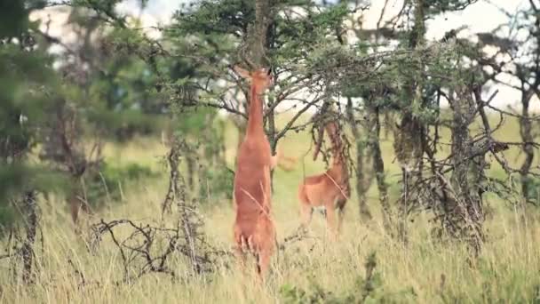 Gerenuk Eating Tree Leaves While Standing Hind Legs Wilderness Kenya — Wideo stockowe