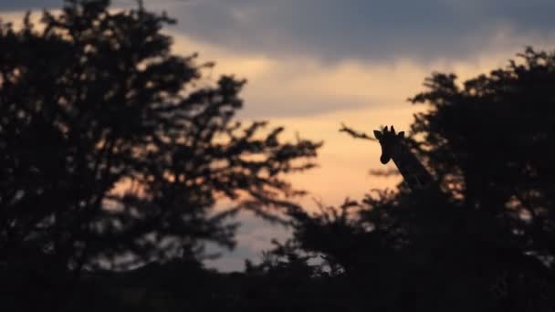 Profile Reticulated Giraffe Middle Woods Karama Wilds Sunset Wide Shot — Video Stock