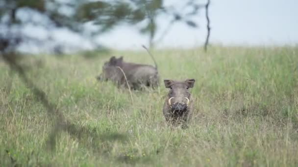 Common Warthog His Group Middle Grassland Kenya Summer Heat Wide — Stock video