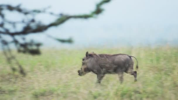 Warthog Running Grassland Kenyan Savannah Africa — Video Stock