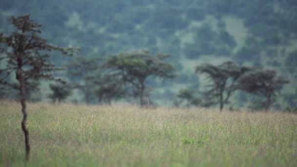 Warthog Walking Green Grassland Kenya Africa Wide Shot — Wideo stockowe