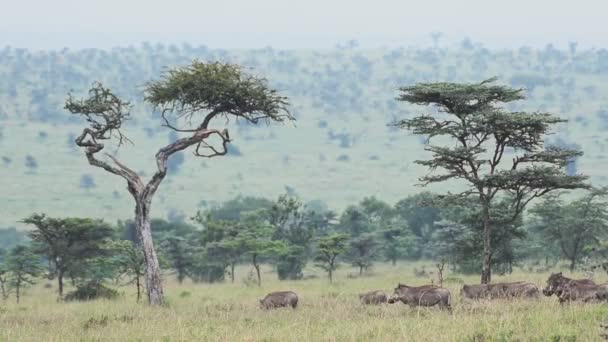 Group Warthogs Eating Grass Plain Karama Lodge Kenya Wide Shot — Stock Video