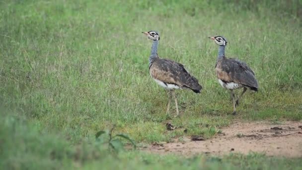 Two Kori Bustard Standing Walking Grassy Field Karama Lodge Kenya — Stockvideo